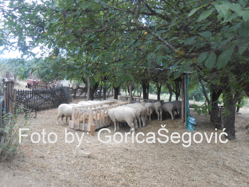 Foto by :Gorica Šegović
