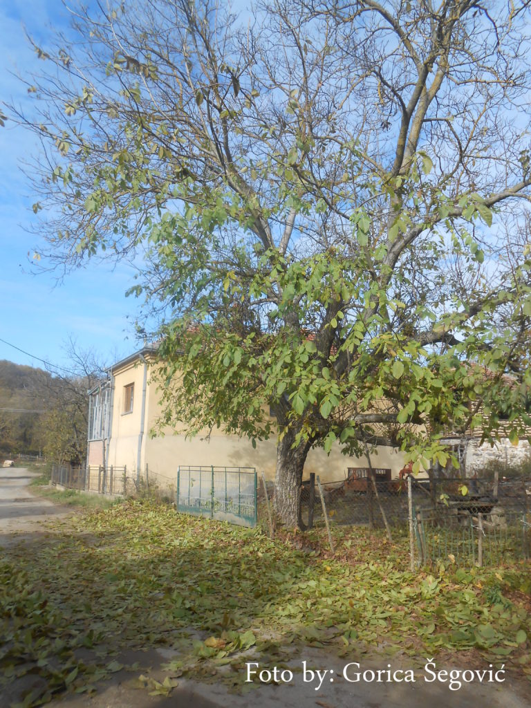 DSCN0362