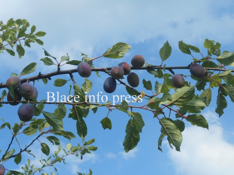 DSCN0035