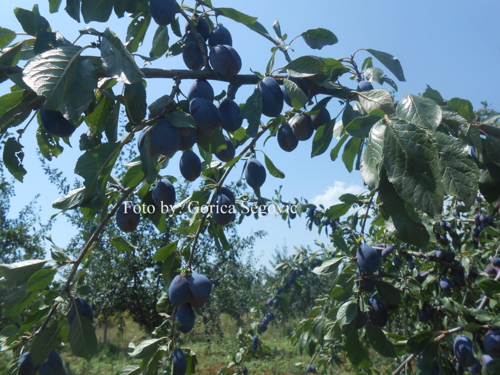 DSCN0184