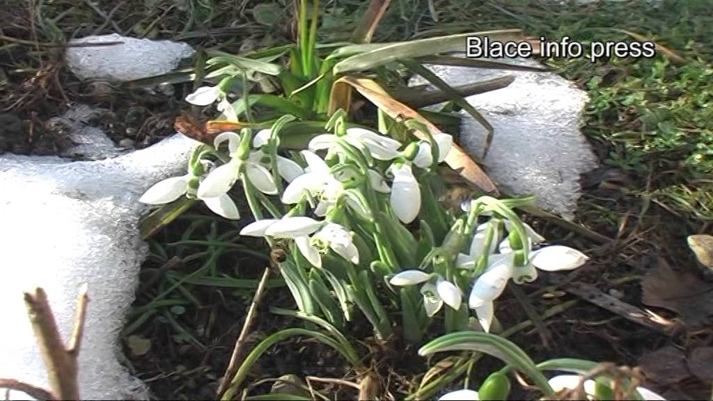Prolećni vesnici u Blacu: Visibaba cvetala