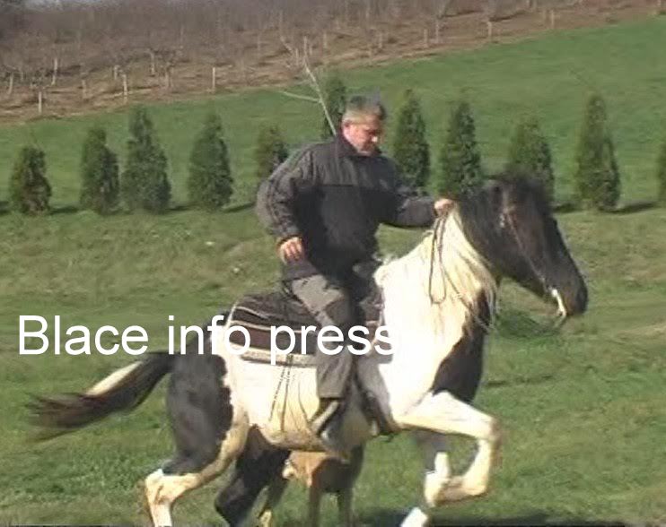 Srdjan Milanovic uzgajivaci konja