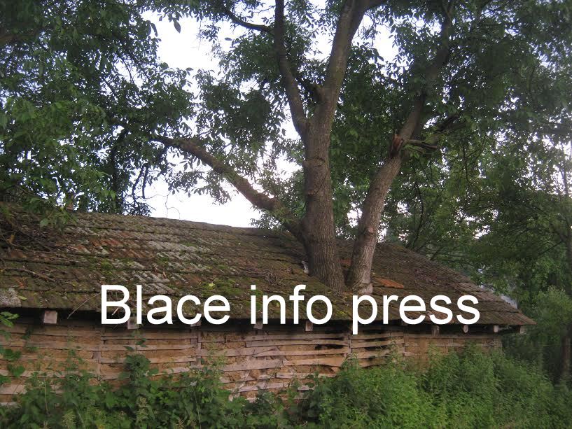 Ora kroz krov - foto Gorica Segovic