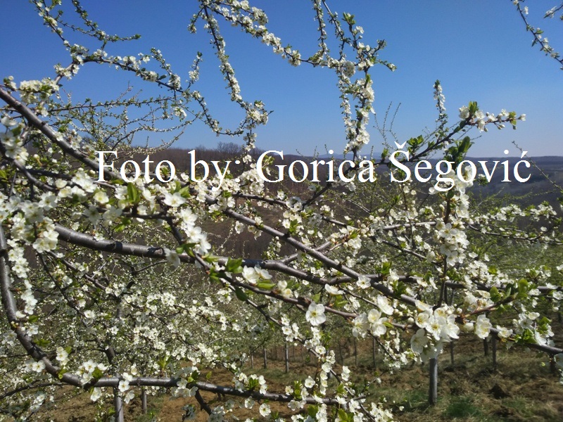 IMG_20190330_110401