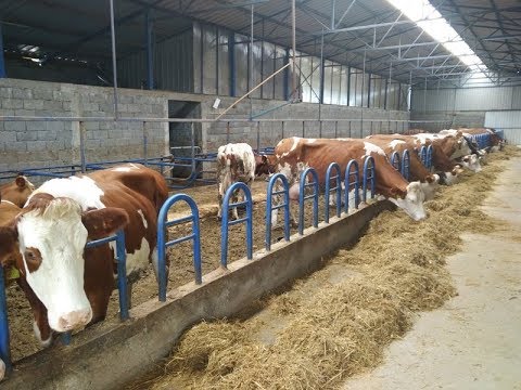 Farma krava porodice Čolić iz Đurevca – video TV Prva
