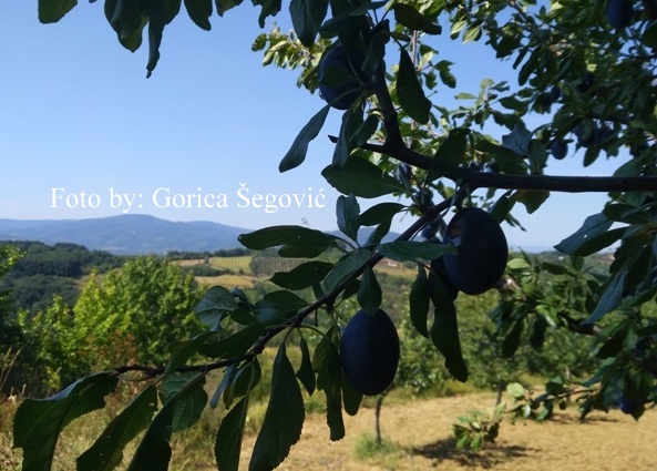 IMG_20190829_103856