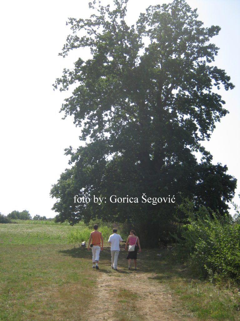 Stari hrast u selu Tijanje