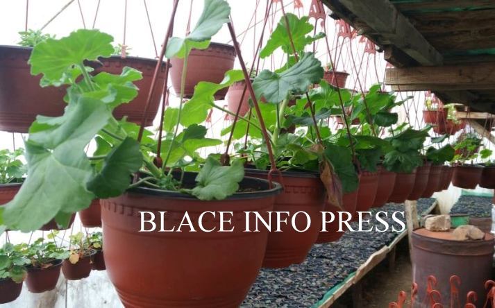 89219519_196445321578682_7296971929200623616_n