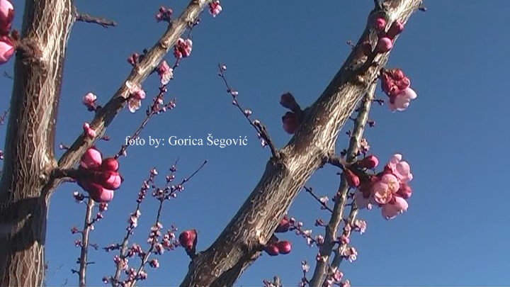 bscap0001