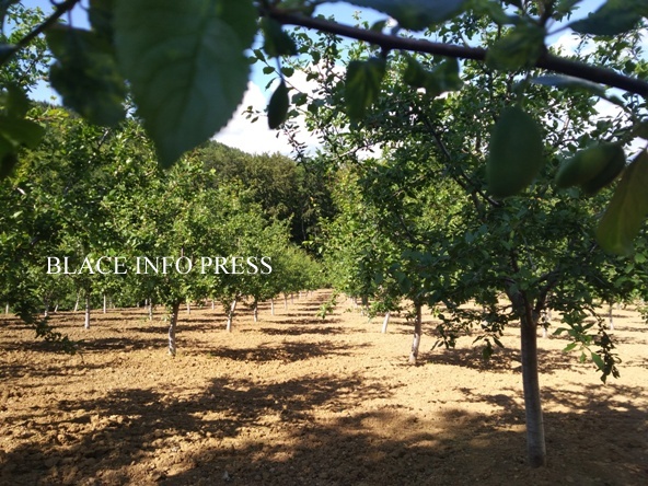 IMG_20200523_152455 (1)