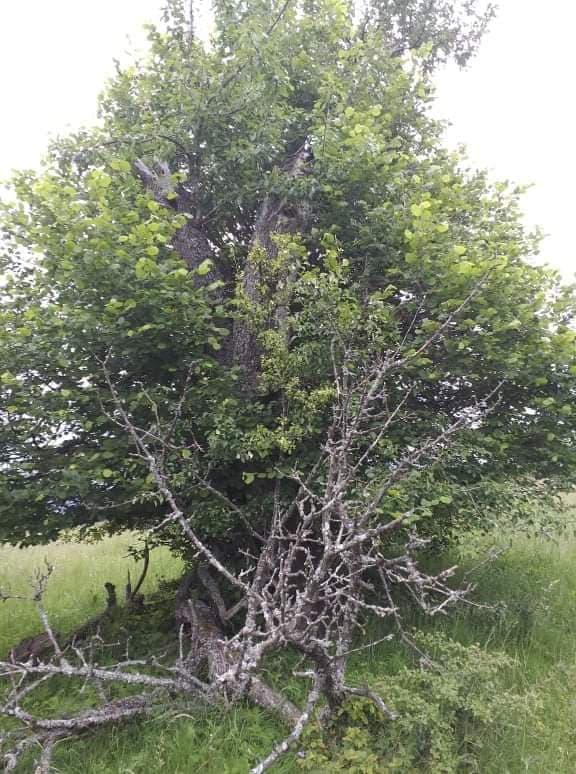 106991674_707583550026686_8925472191879035168_n