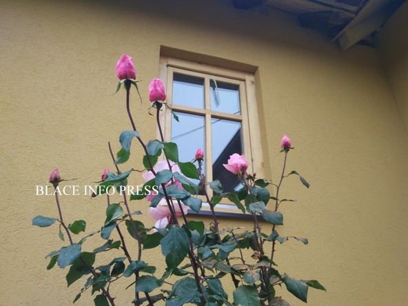 IMG_20201110_102645