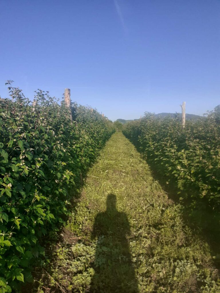 viber_image_2022-06-26_12-36-34-727