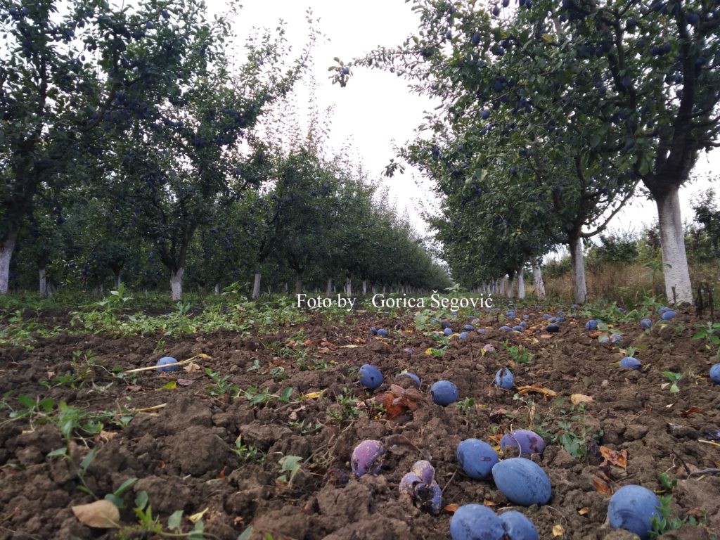 IMG_20200825_094110-1024x768