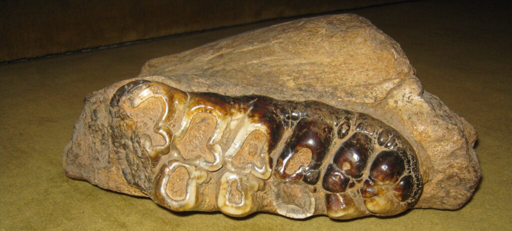 Zub od mastodonta