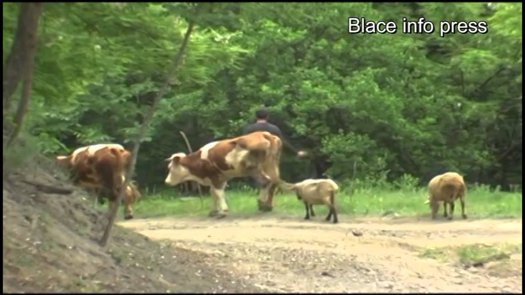 Pokraj stada u planini – Jovica Kričak iz Žunja plete li plete