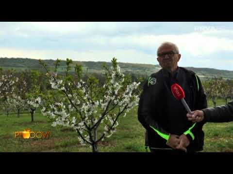 Na plantaži trešanja u blačkom selu Pretežani