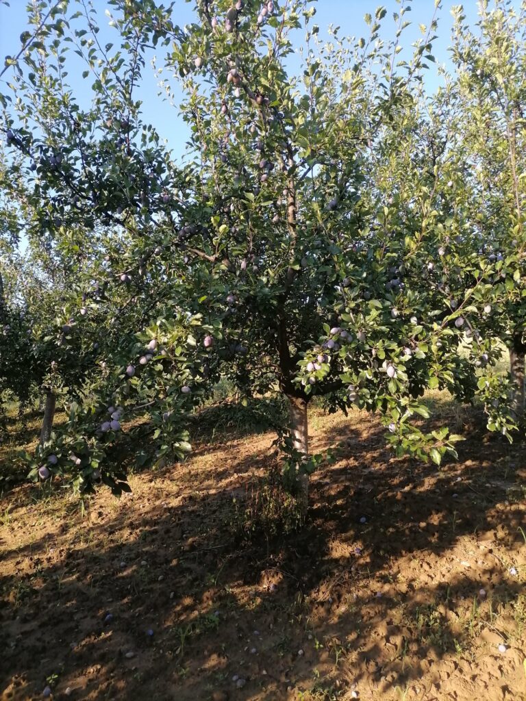 367369329_1796992010716835_8370414393785870782_n