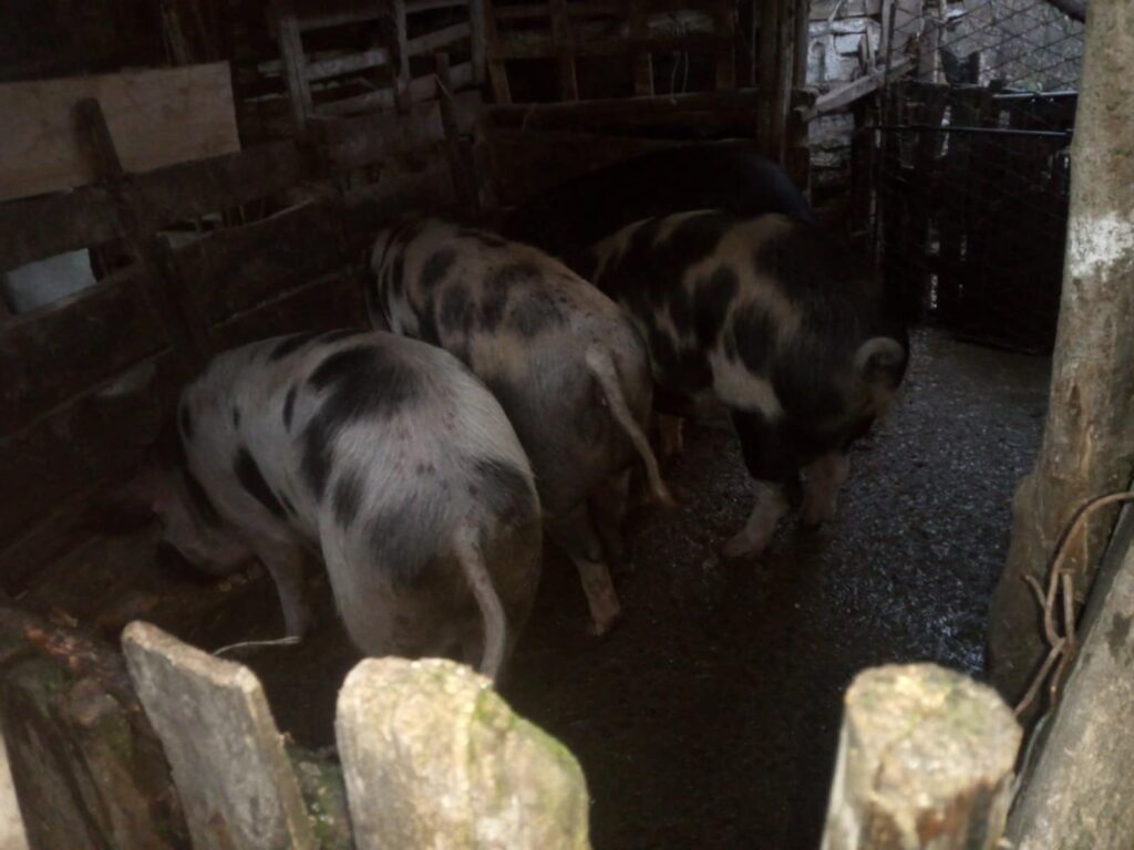 5bd44971-3781-43b0-a6bf-72b14c556abf