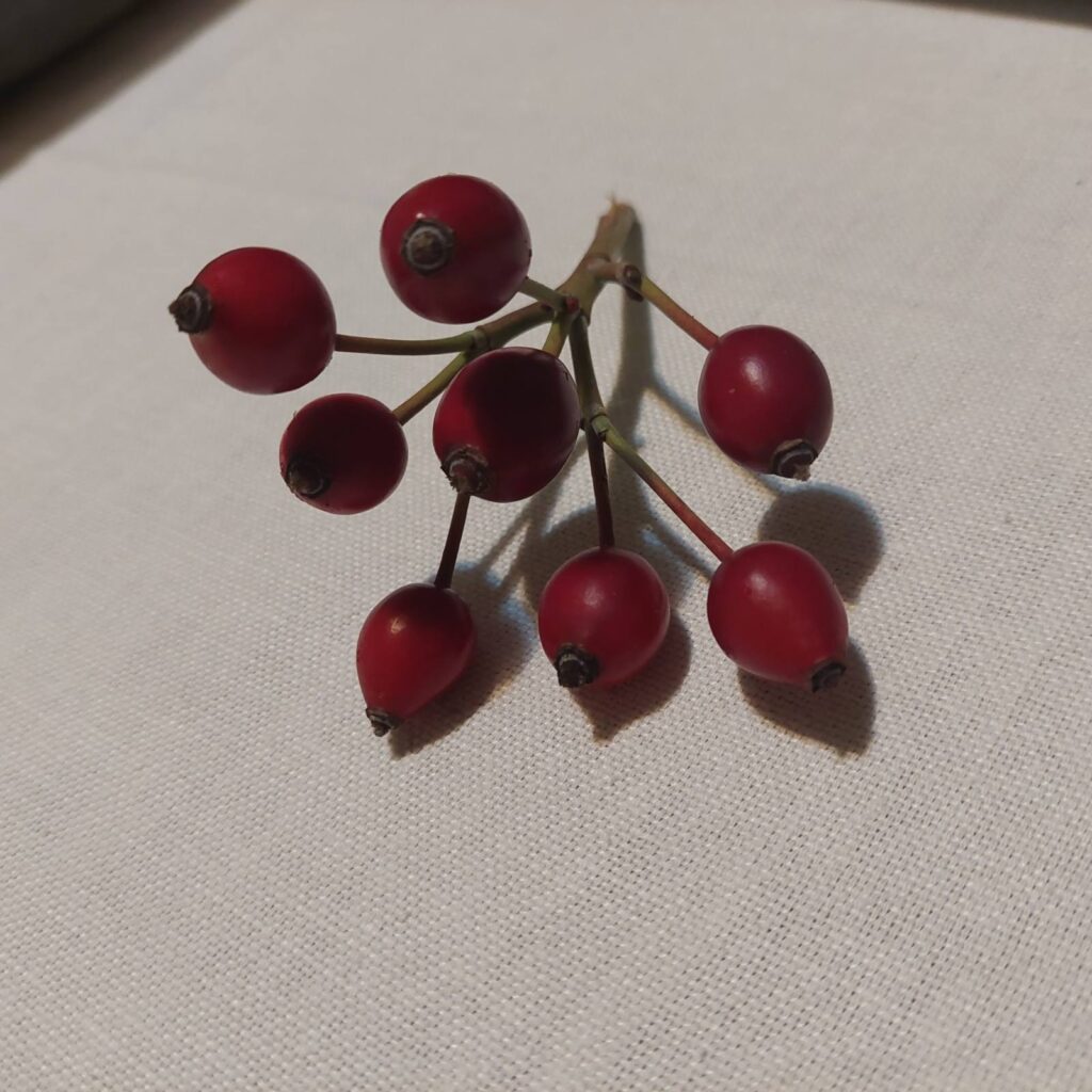 viber_image_2022-12-05_18-52-22-596-1024x1024