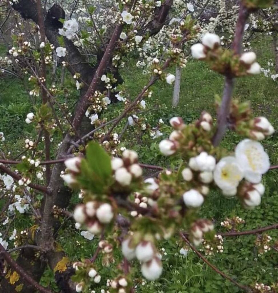 488116597_689219796973669_8138666479947809355_n