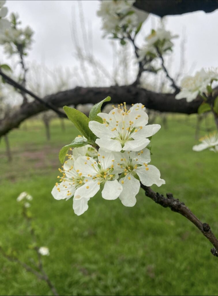 488814091_689219746973674_3335292134299065375_n