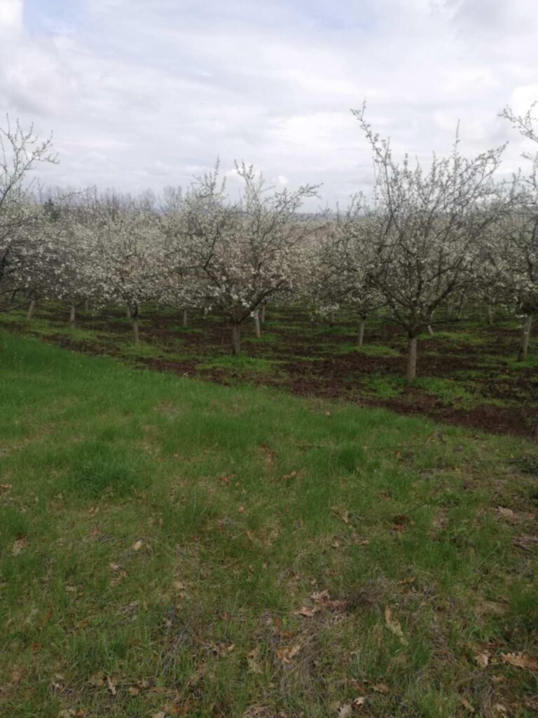 ac5052c8-fdee-4ced-8be5-ecd065ebd1b9 (1)