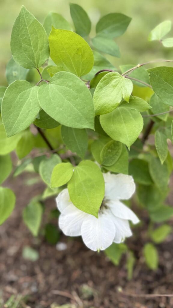 abb6fcde-14a1-46e0-a459-a9921bf4c71d