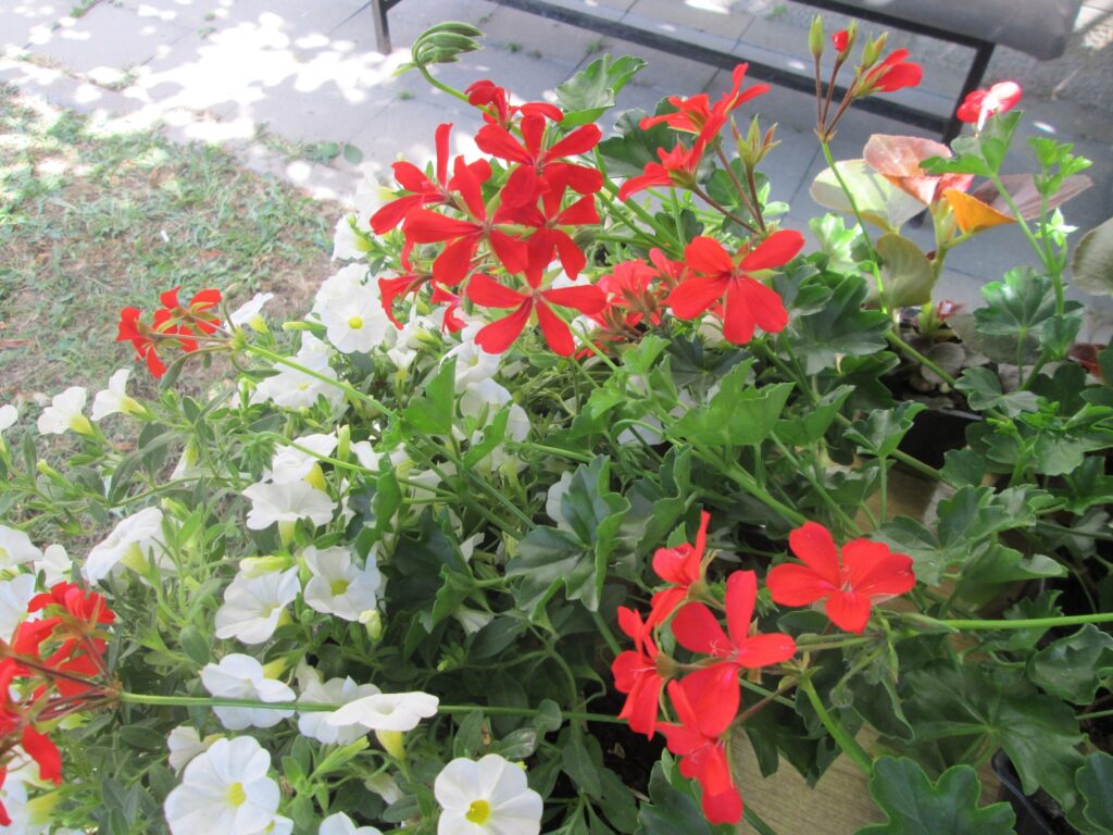 505742074_1220834699828727_8258874237779523472_n