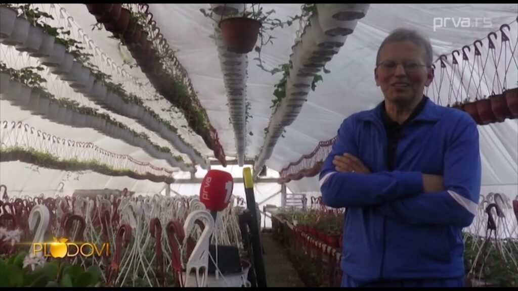 Na gazdinstvu Antića sa Bele Zemlje kod Blaca cvećarstvo je tradicija duga više od dve decenije – Video TV Prva