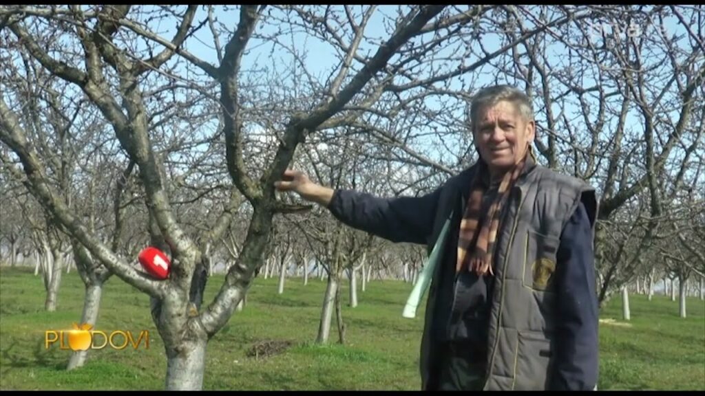 Dragiša Ignjatović iz sela Grgura nadomak Blaca jedan od najvećih proizvođača organske šljive – Video TV Prva